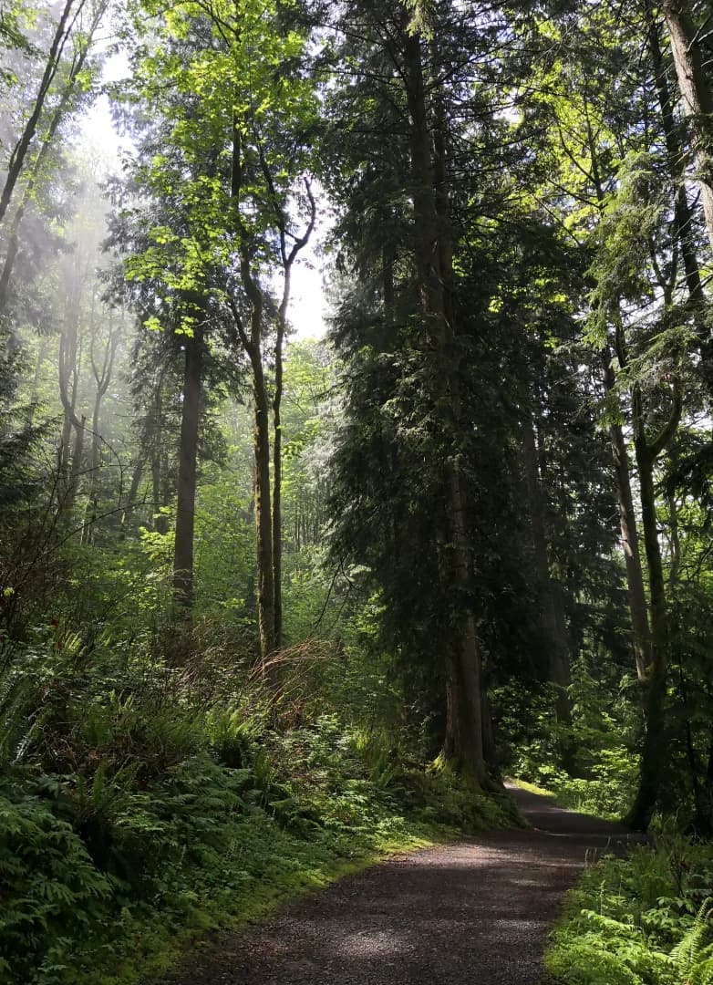 A forest trail near Ironwood